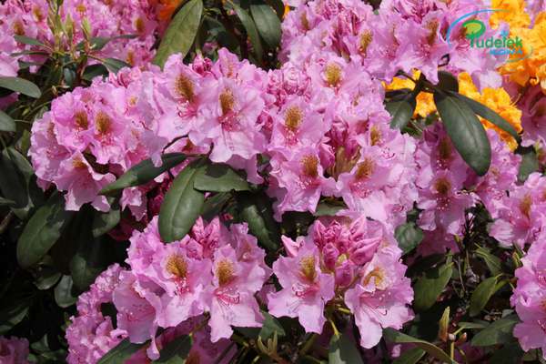 Rhododendron Lita